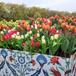 Tulip Immersion Garden 2023 Holland Michigan 8