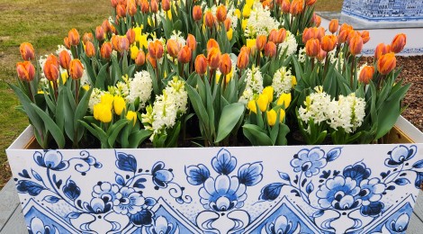 Surround Yourself With 65,000 Tulips at the Tulip Immersion Garden in Holland