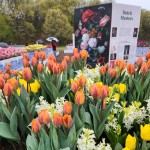 Tulip Immersion Garden Holland Michigan 2023 Dutch Masters Flower Art