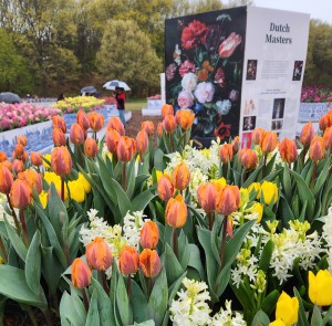 Tulip Immersion Garden Holland Michigan 2023 Dutch Masters Flower Art