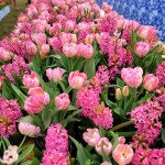 Tulip Immersion Garden Pink Rows Holland Michigan