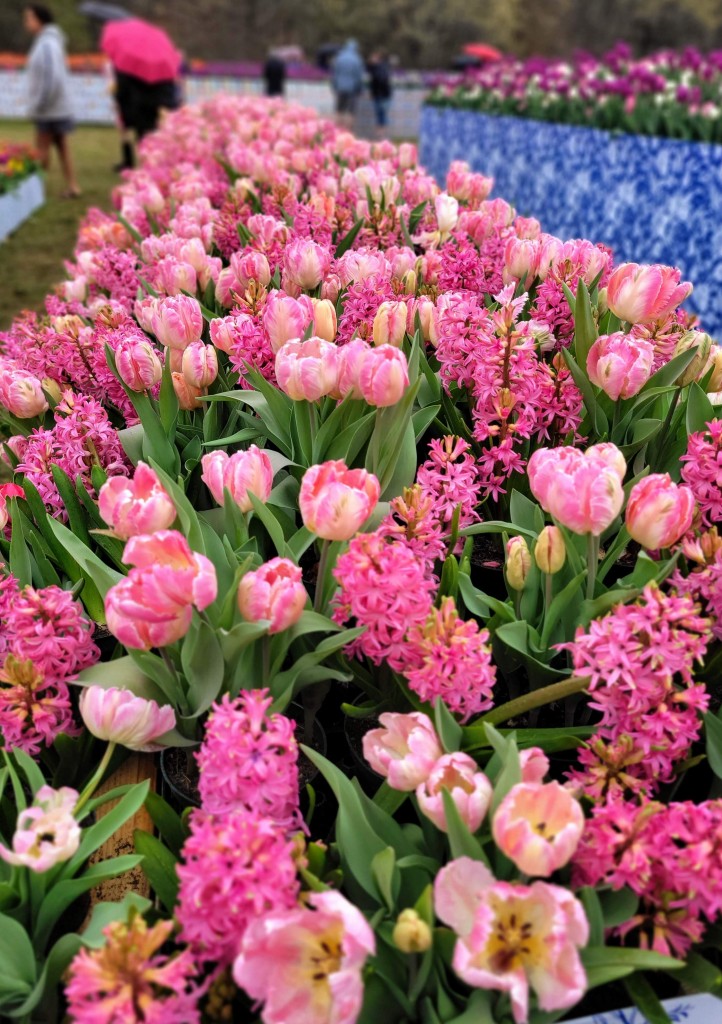 Tulip Immersion Garden Pink Rows Holland Michigan