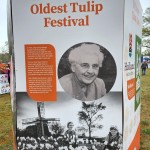 Tulip Immersion Garden Worlds Oldest Festival Holland Michigan