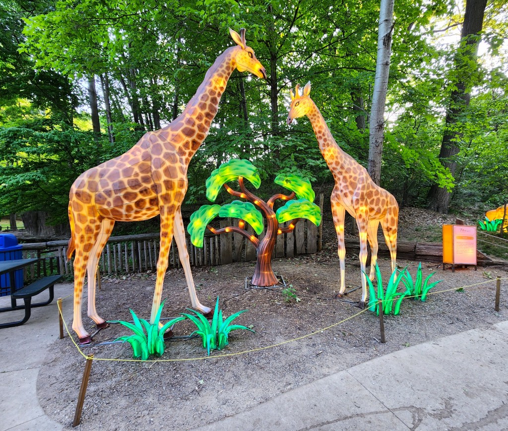 John Ball Zoo Lantern Festival 2023 Giraffes