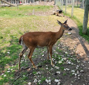 Deer Ranch St Ignace Whitetail Enclosure