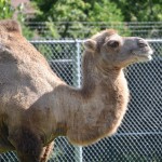 Detroit Zoo 2023 Camel