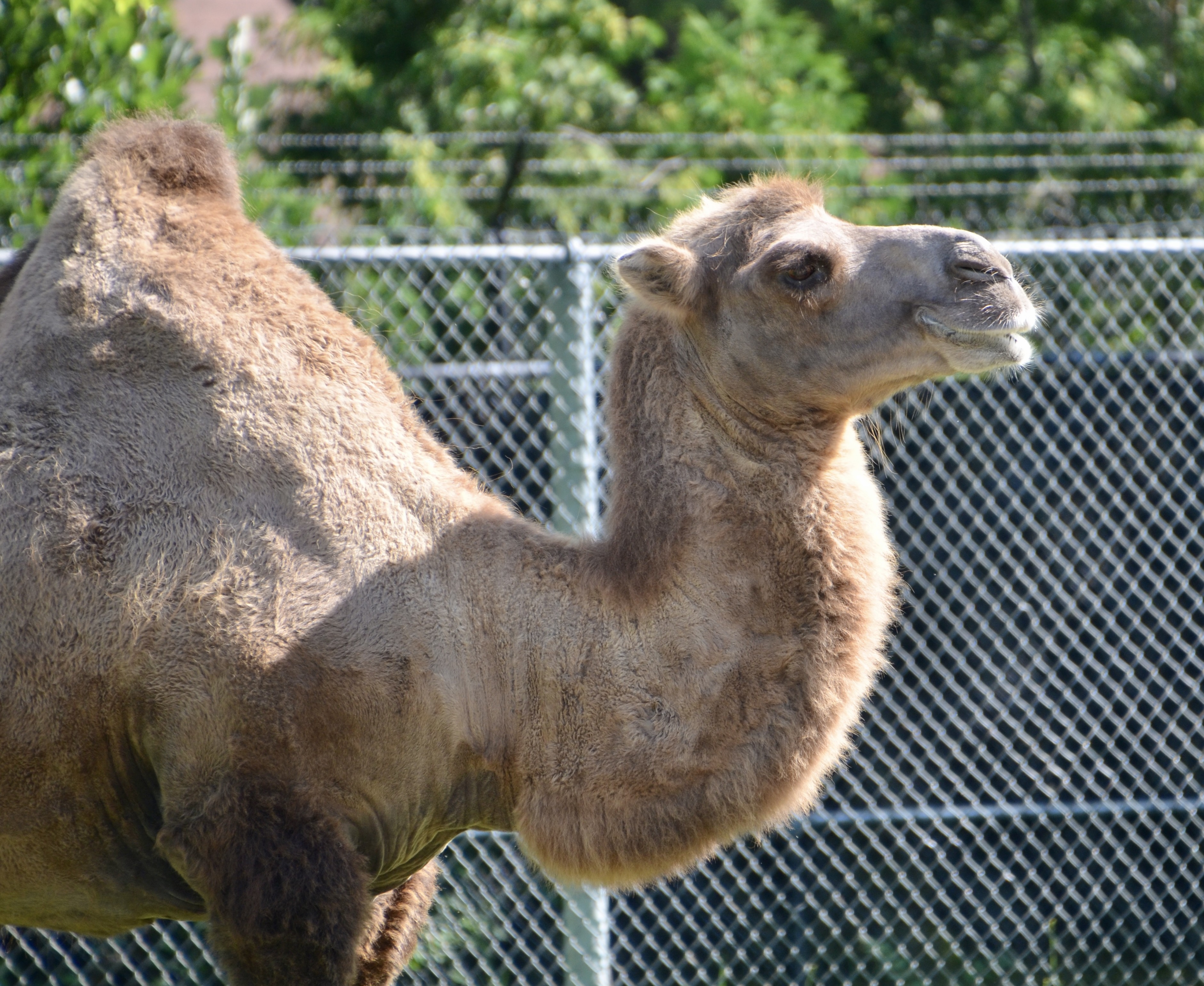 Detroit Zoo 2023 Camel
