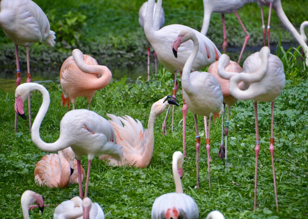Detroit Zoo 2023 Flamingos