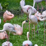 Detroit Zoo 2023 Flamingos