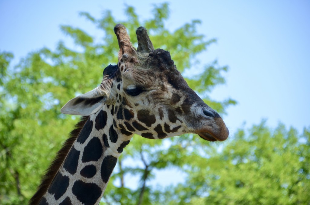 Detroit Zoo 2023 Giraffe