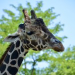Detroit Zoo 2023 Giraffe
