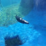 Detroit Zoo 2023 Otter Swimming