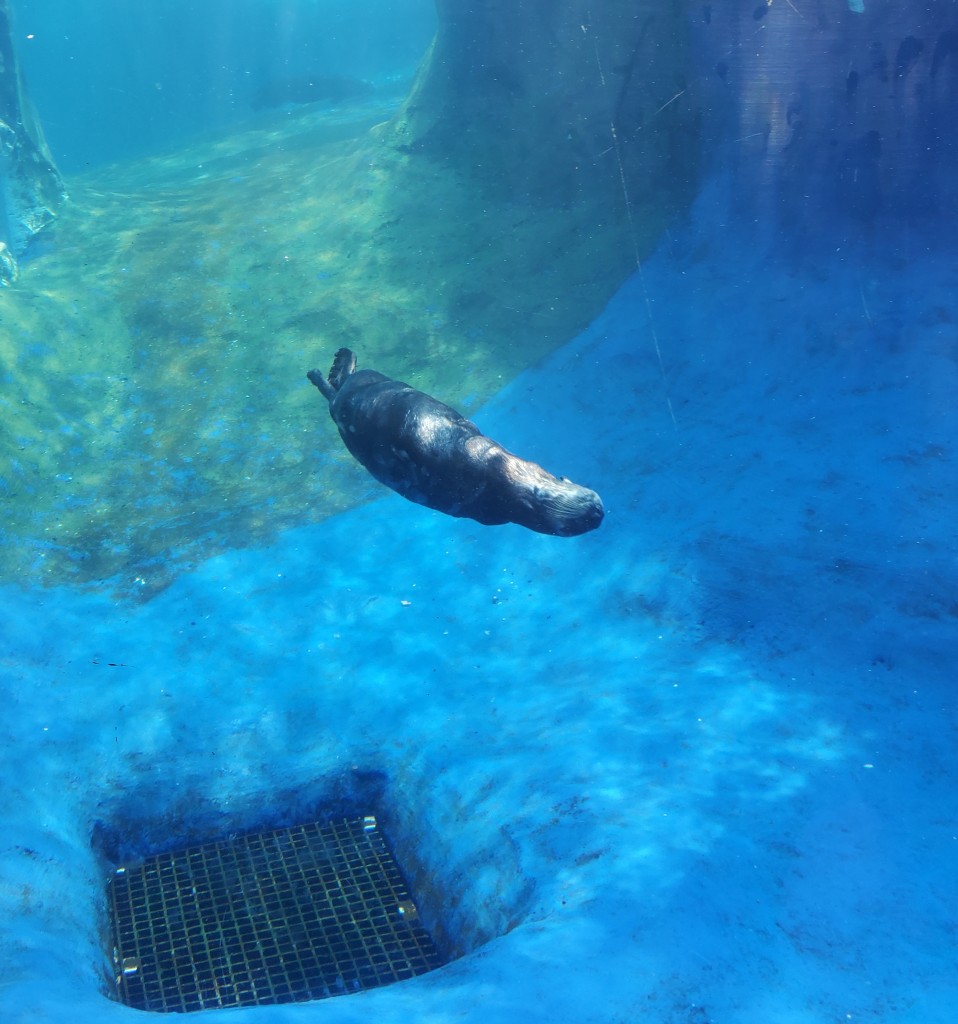 Detroit Zoo 2023 Otter Swimming