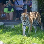 Detroit Zoo 2023 Tiger Exhibit