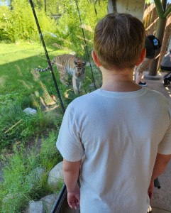 Detroit Zoo Evan Tiger 2023