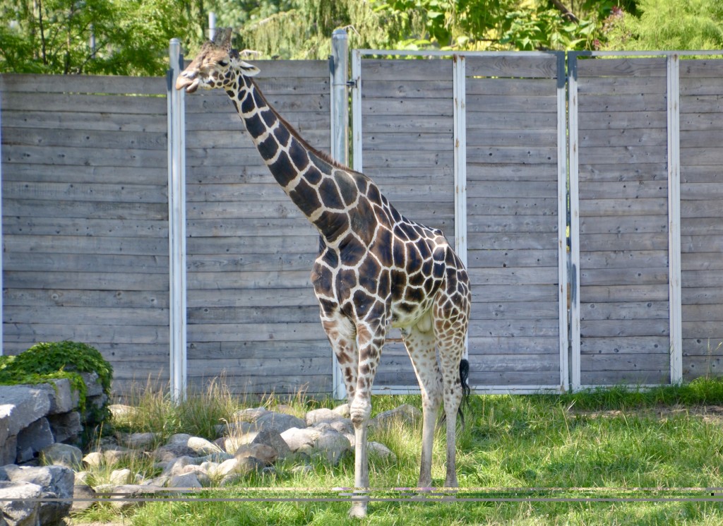 Detroit Zoo Giraffe Exhibit 2023