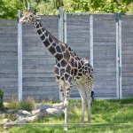 Detroit Zoo Giraffe Exhibit 2023