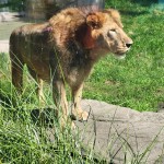 Detroit Zoo Lion 2023