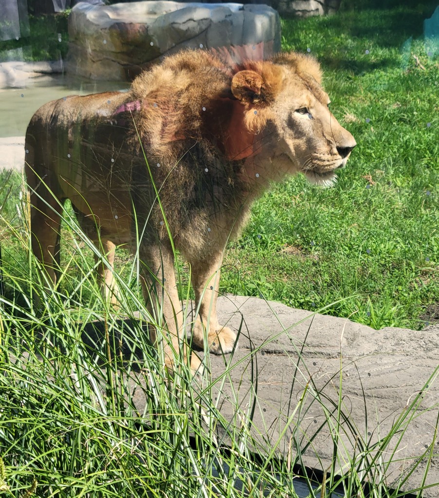 Detroit Zoo Lion 2023