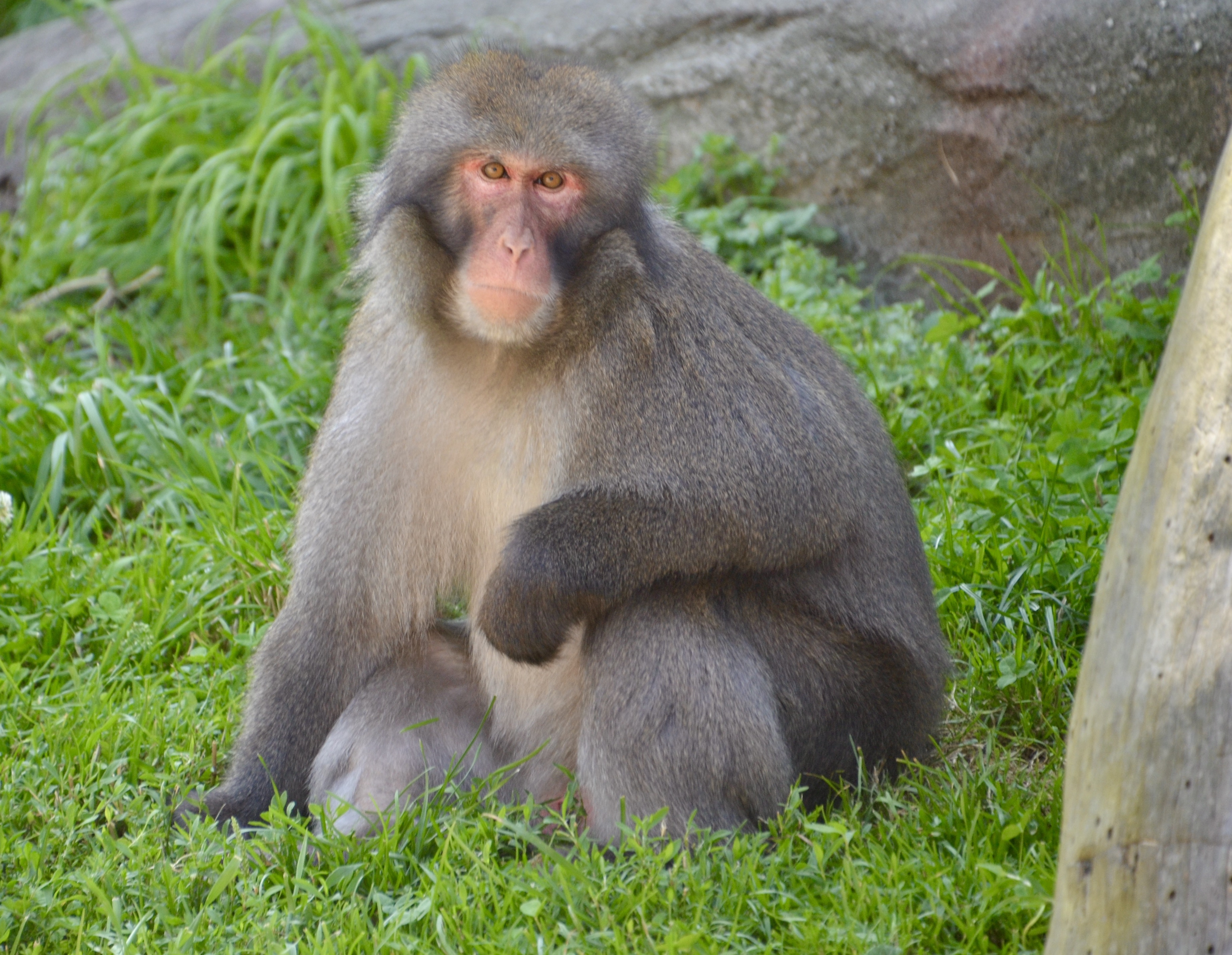 Detroit Zoo Macaque 2023