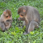 Detroit Zoo Macaque Family 2023