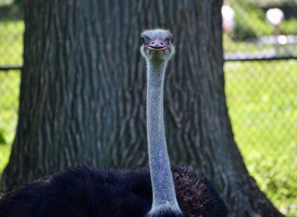 Detroit Zoo Ostrich 2023