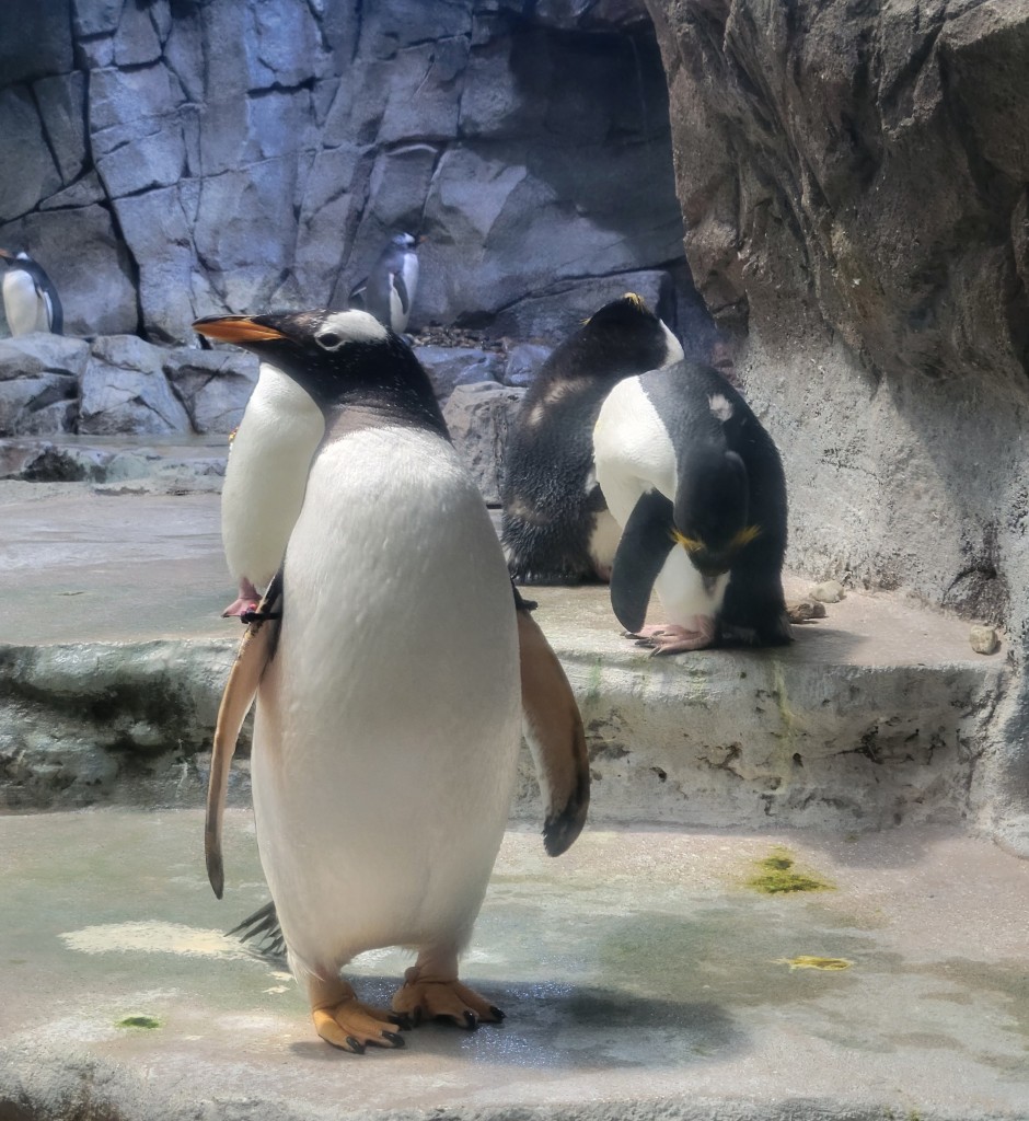 Detroit Zoo Penguin Close Up 2023