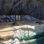 Detroit Zoo Penguin Party 2023