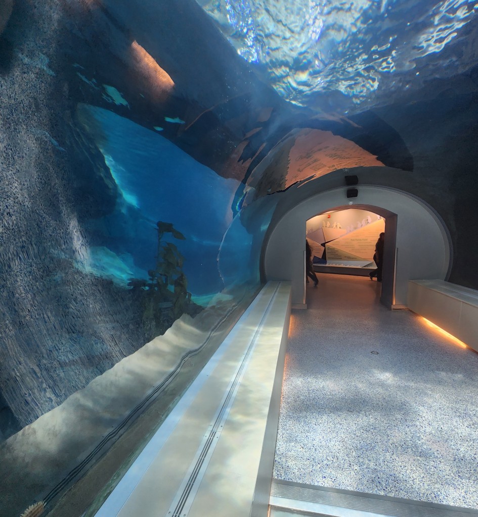 Detroit Zoo Penguin Underwater Tunnel 2023