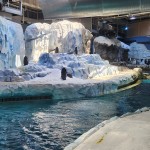 Detroit Zoo Penguins Wide View 2023