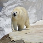 Detroit Zoo Polar Bear 2023