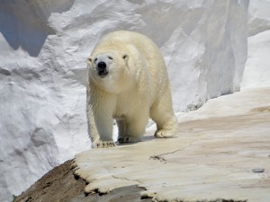 Detroit Zoo Polar Bear 2023