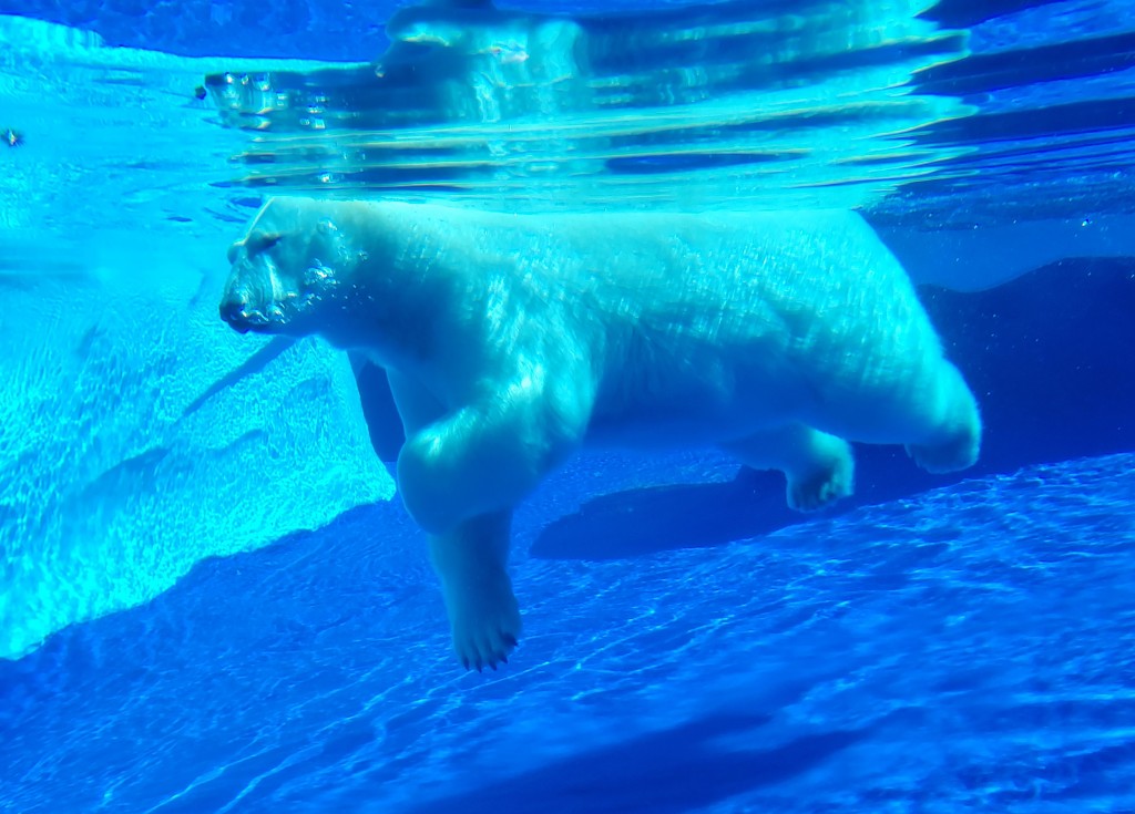 Detroit Zoo Polar Bear underwater 2023
