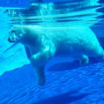 Detroit Zoo Polar Bear underwater 2023