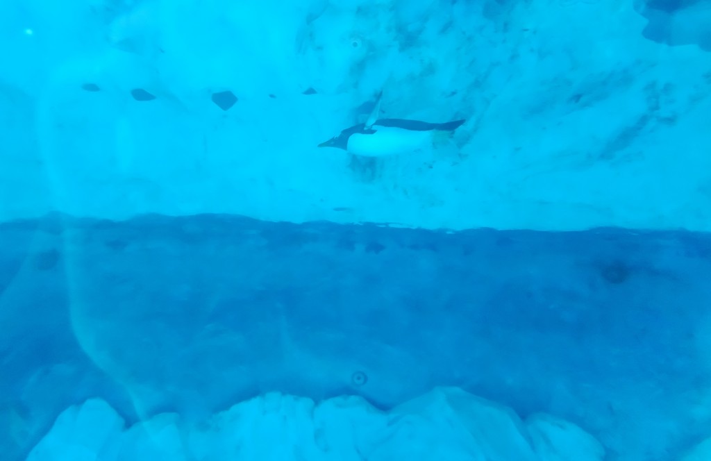 Detroit Zoo Polk Penguin Conservation Underwater View