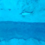 Detroit Zoo Polk Penguin Conservation Underwater View