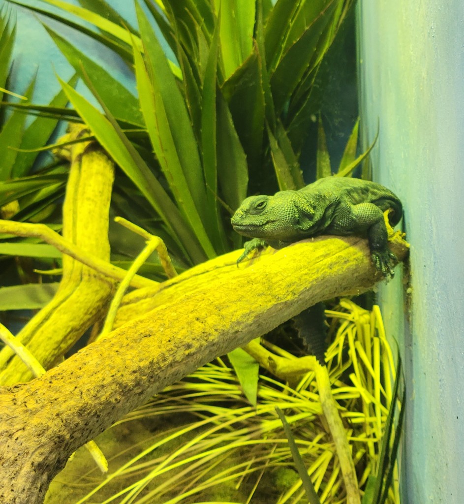Detroit Zoo Reptile Center Lizard