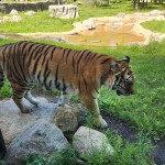 Detroit Zoo Tiger 2023