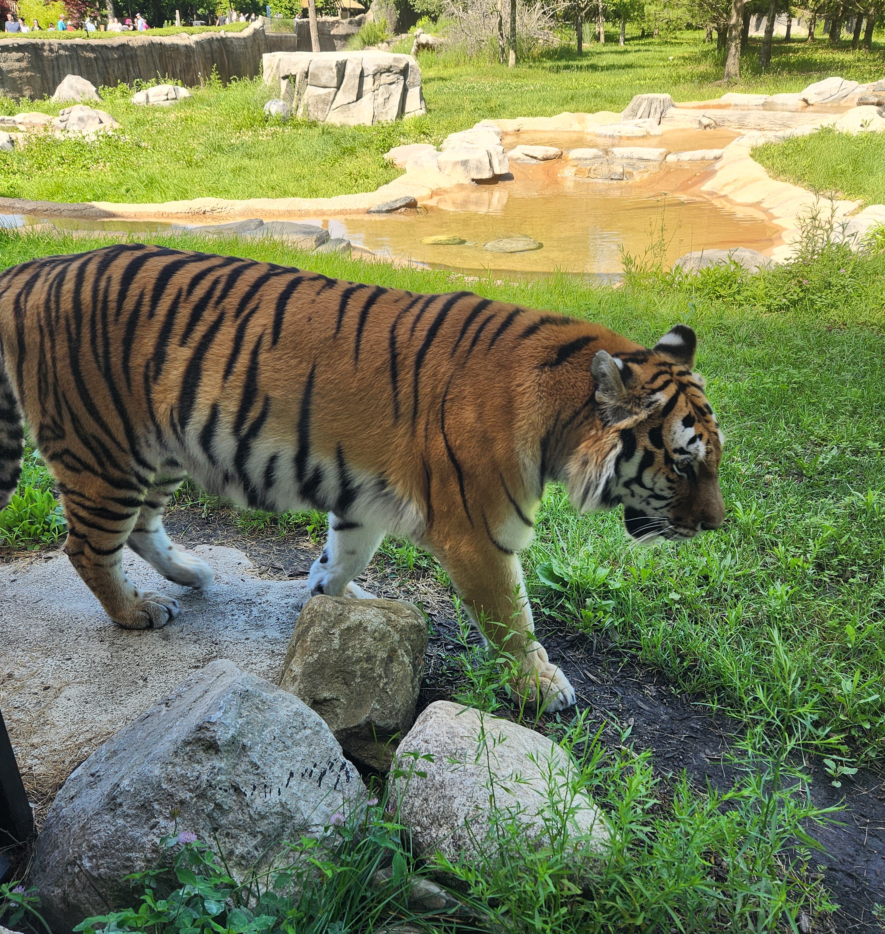 Detroit Zoo Tiger 2023