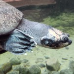 Detroit Zoo Turtle Swimming 2023