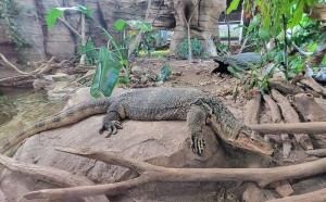 Detroit Zoo Water Monitor Reptile House