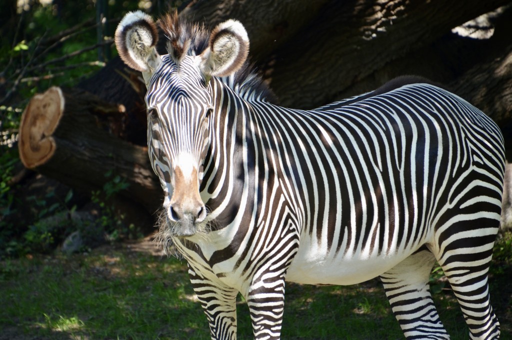 Detroit Zoo Zebra 2023