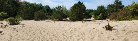 Michigan Trail Tuesday: Houdek Dunes Natural Area, Leland