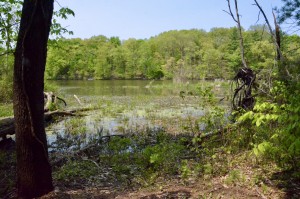 Armintrout Milbocker Nature Preserve Kalamazoo River