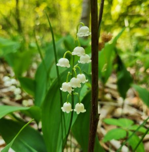 Armintrout Milbocker nature Preserve 2023 Lily of the Valley