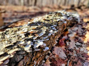 Hudsonville Nature Center Tree Mushrooms Trail