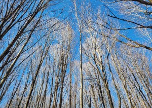 Hudsonville Nature Center Trees Along Trail 2024