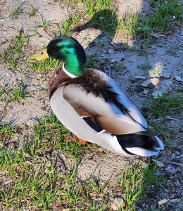 Grandville Heritage Park Mallard Duck