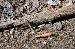 Lilllian Anderson Arboretum Kalamazoo Garter Snake