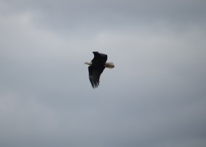 Portman Nature Preserve Bald Eagle